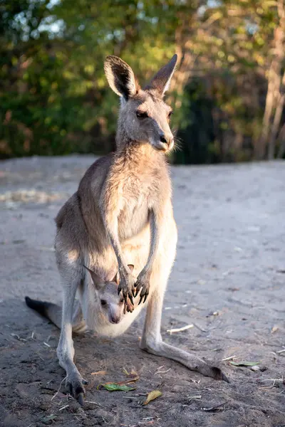 Australia Queensland Mum Kangaroo Carrying Joey Her Pouch — Stock Photo, Image
