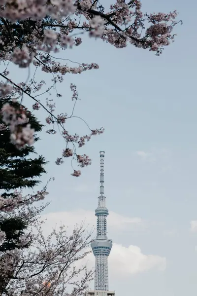 Japan Tokyo Körsbärsblomma Och Tokyo Skytree Sett Utifrån Asakusa — Stockfoto