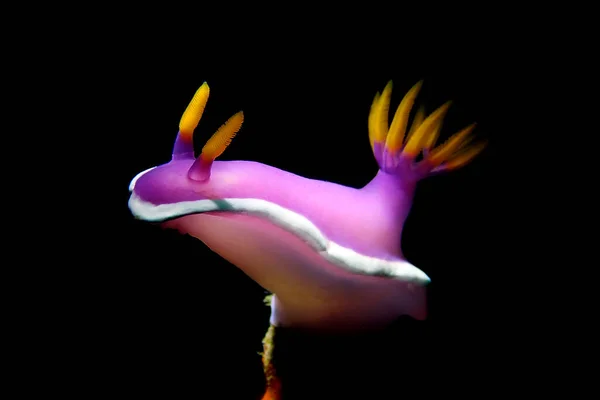 Hypselodoris Bullockii Lumaca Mare — Foto Stock