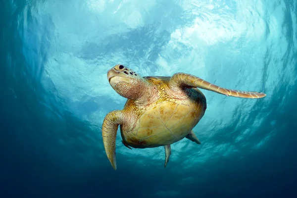 Tortuga Marina Verde Chelonia Mydas —  Fotos de Stock