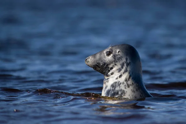 Шотландия Серый Тюлень Плавает — стоковое фото