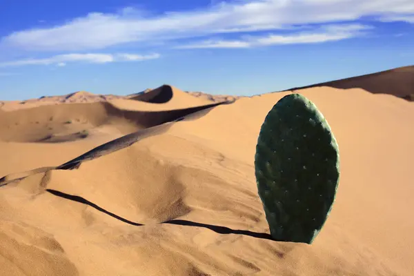 Marokko Sahara Merzouga Erg Chebbi Cactusblad Woestijnduin — Stockfoto