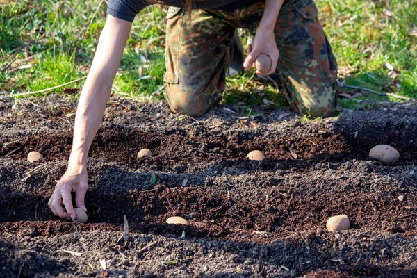 Close Man Planting Potato — Stock Photo, Image