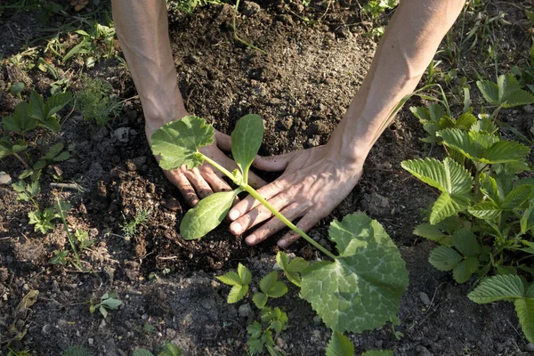 Jardim Orgânico Jardineiro Plantando Uma Planta Abóbora — Fotografia de Stock