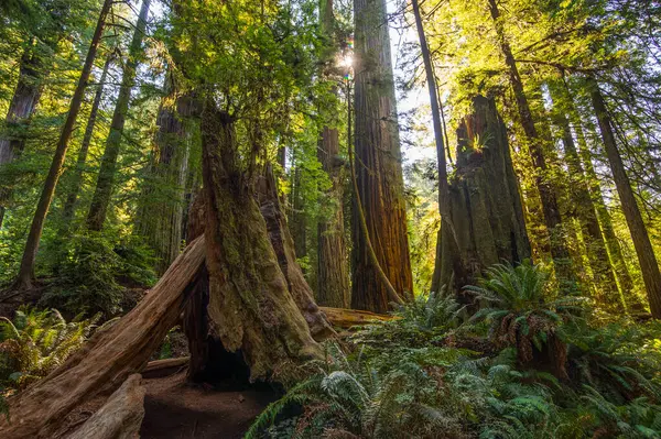 Eua Califórnia Redwood State Park Sequoias Gigantes — Fotografia de Stock