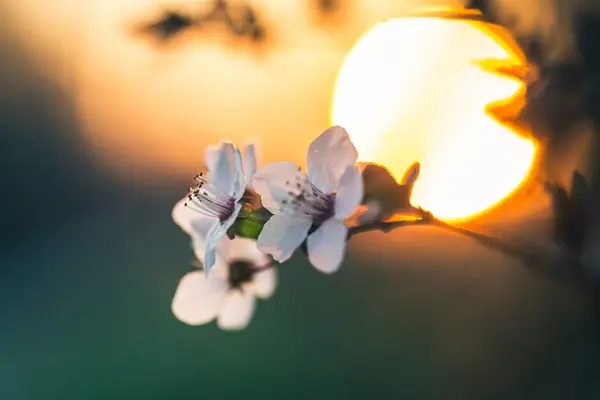 Цветы Вишневой Сливы Закате — стоковое фото