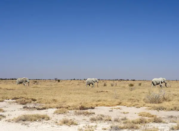 Africa Namibia Halali Parcul Național Etosha Savana Grup Elefanți Care — Fotografie, imagine de stoc