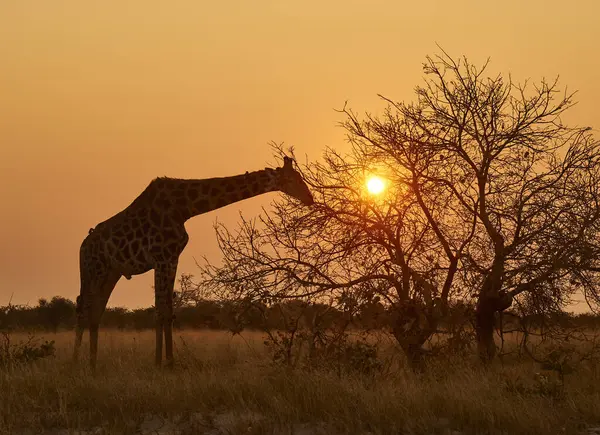 Африка Ботсвана Іхаха Національний Парк Чобе Жираф Їсть Дерева Заході — стокове фото