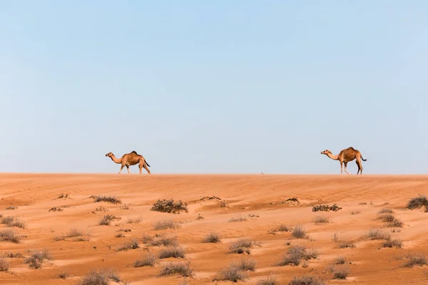 Dromadaires Dans Désert Sable Wahiba Oman — Photo