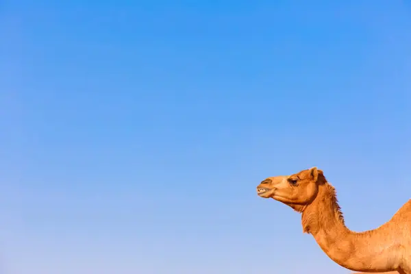 Hoofd Van Een Dromedaris Tegen Blauwe Lucht Oman — Stockfoto