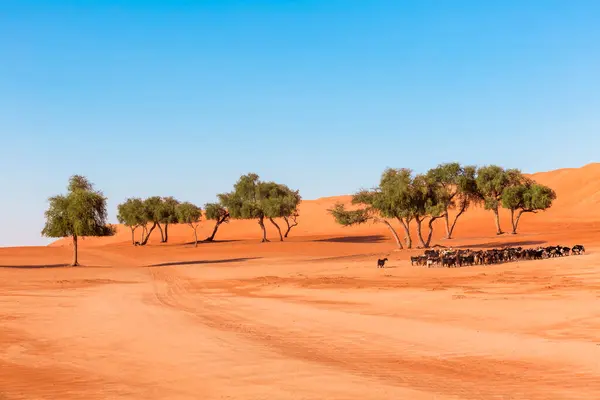 Goat Herd Trees Desert Wahiba Sands Oman — Stock Photo, Image