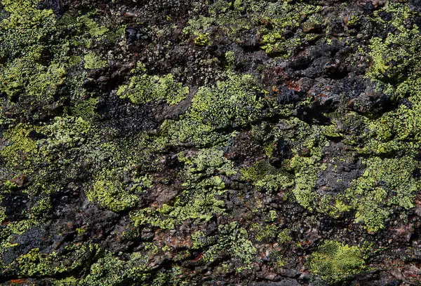 Autriche Vorarlberg Carte Lichen Sur Rocher — Photo