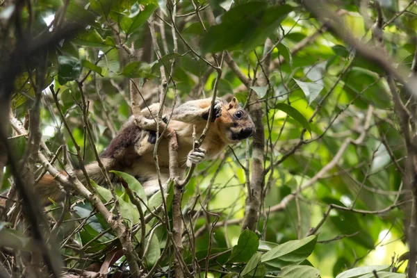 Malaysia Borneo Sepilok Cream Coloured Giant Squirrel Perching Branch — Stock Photo, Image
