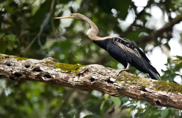 Borneo Anhinga Melanogaster Darter Bertengger Cabang — Stok Foto