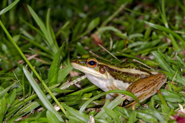 Malaysia Borneo Sabah Natural Reserve Common Green Frog Hylarana Erythraea — Stock Photo, Image