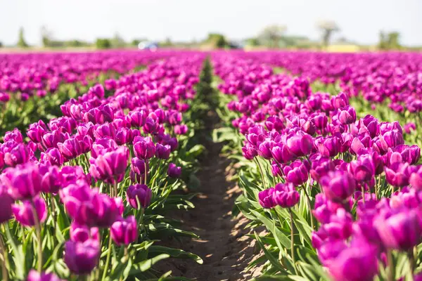 Deutschland Rosa Tulpenfeld — Stockfoto