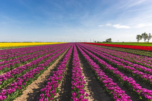 Closeup Germany Tulip Field — Stock Photo, Image