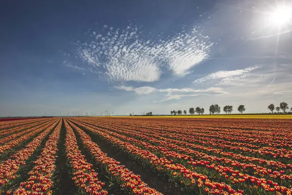 Duitsland Landschap Met Tulpenvelden — Stockfoto
