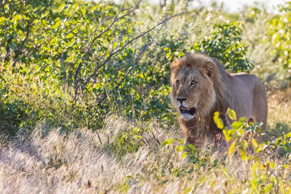 Africa Namibia Parco Nazionale Etosha Leone Maschio Panthera Leo — Foto Stock