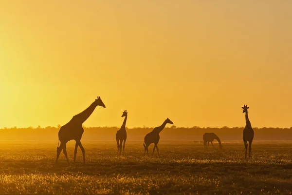 África Namibia Parque Nacional Etosha Jirafas Atardecer Jirafa Camelopardalis —  Fotos de Stock