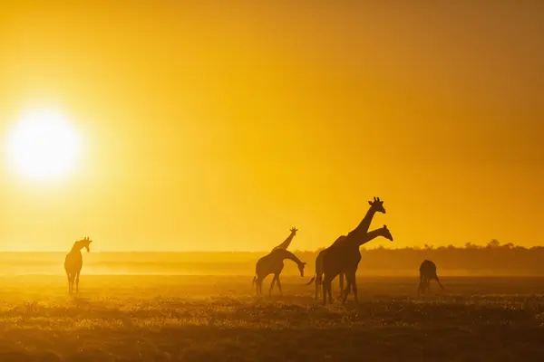 África Namibia Parque Nacional Etosha Jirafas Atardecer Jirafa Camelopardalis —  Fotos de Stock