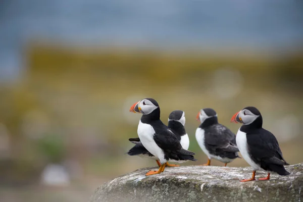 대서양 Puffins Fratercula Arctica — 스톡 사진