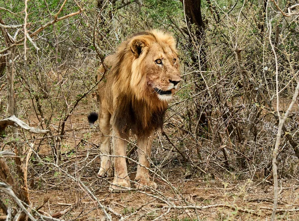 Singa Jantan Taman Nasional Chobe Maun Botswana — Stok Foto