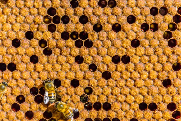 蜜蜂坐在蜂窝上的特写 — 图库照片