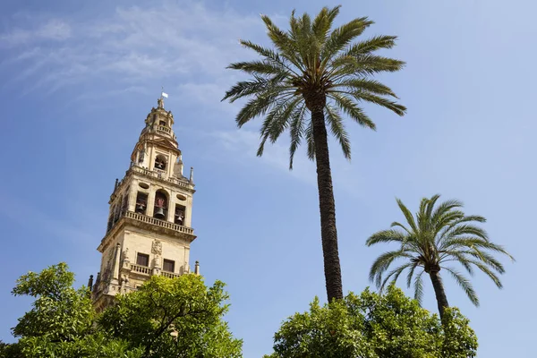 Espagne Andalousie Cordoue Torre Del Alminar Mosquée Cathédrale Palmiers — Photo