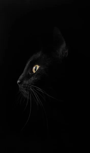 Profil Chat Noir Sur Fond Noir — Photo