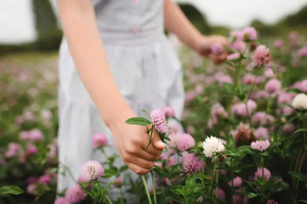 女の子の手でクローバーの花 — ストック写真