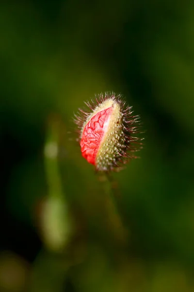 Primer Plano Amapola Maíz Papaver Rhoeas — Foto de Stock