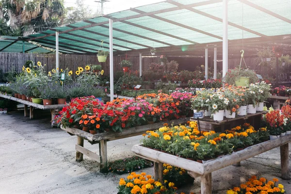 Sortimento Flores Centro Jardim — Fotografia de Stock