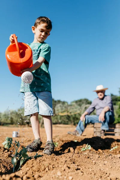 Avô Neto Regando Legumes Recém Plantados — Fotografia de Stock