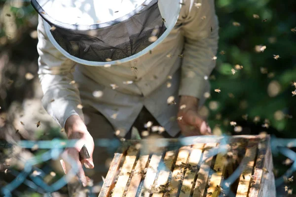 Pszczelarz Sprawdza Plaster Miodu Pszczołami Miodnymi — Zdjęcie stockowe