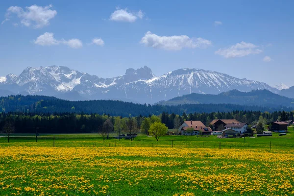 Prado Rural Amarelo Com Casas Aldeia Alpes Fundo Seeg Baviera — Fotografia de Stock