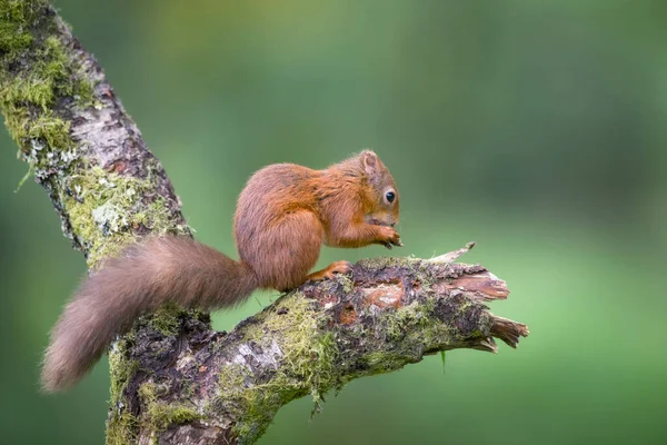 Mangiare Eurasian Scoiattolo Rosso Sul Tronco Albero — Foto Stock