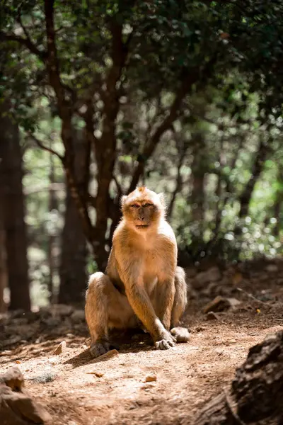 Retrato Macaco Fez Marrocos — Fotografia de Stock