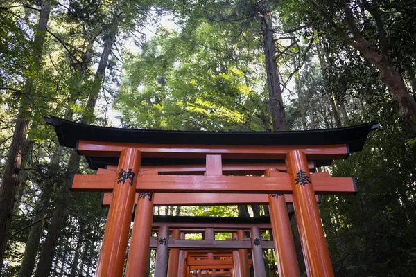 Japan Kyoto Prefecture Kyoto City Tall Trees Surrounding Torii Path — Stock Photo, Image