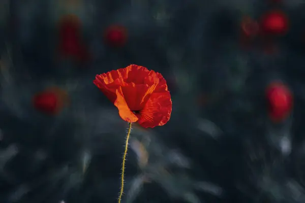 日没時には畑に新鮮なポピーの花が咲きます — ストック写真