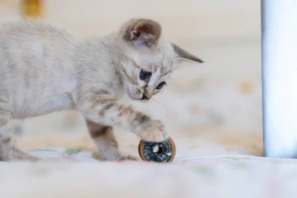 Közelkép Aranyos Cica Játszik Játék Ágyon Otthon — Stock Fotó