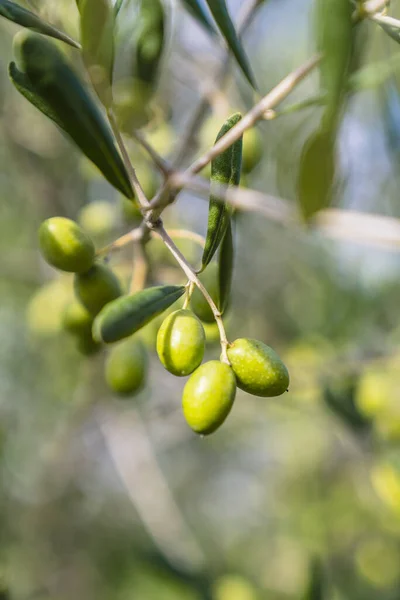Olive Verdi Sull Albero — Foto Stock