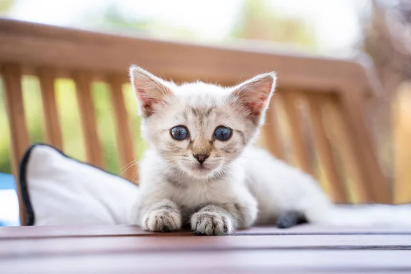 Gros Plan Portrait Chaton Mignon Assis Sur Table — Photo