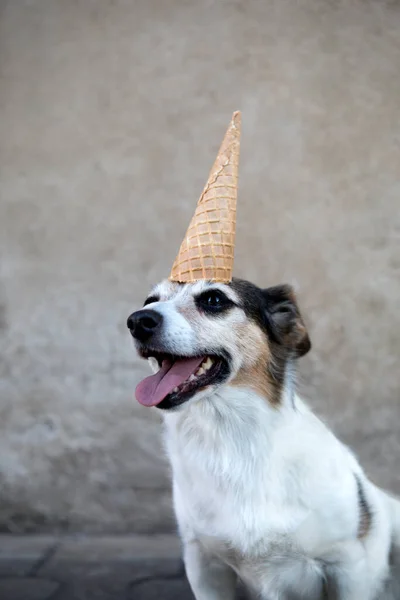 Retrato Mestiço Como Unicórnio Com Cone Sorvete Cabeça — Fotografia de Stock