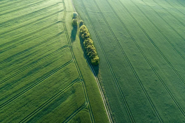Tyskland Mecklenburg Westernpomerania Flygfoto Ensam Träd Som Växer Stora Vetefält — Stockfoto