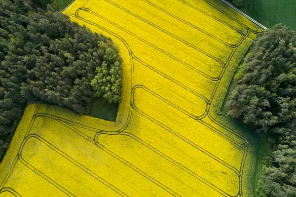Germany Bavaria Aerial View Vast Rapeseed Field Spring — Stock Photo, Image