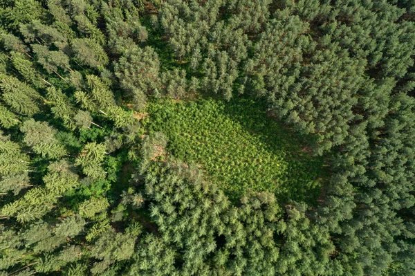 Germania Turingia Veduta Aerea Della Piccola Radura Nel Bosco Verde — Foto Stock