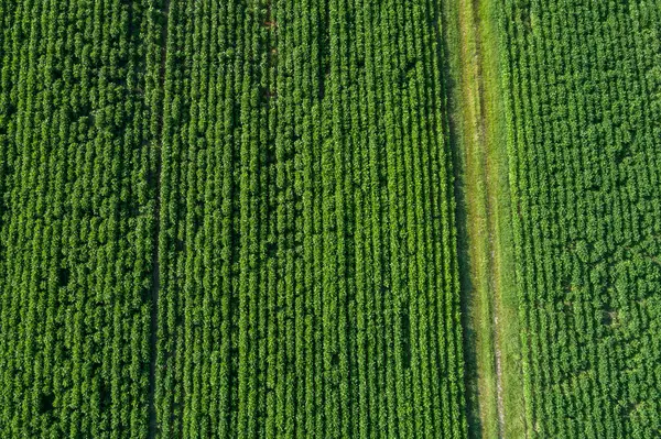 Allemagne Bavière Vue Aérienne Des Cultures Pleine Campagne — Photo