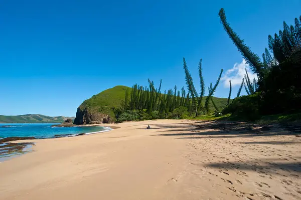 Pine Trees Growing Beach Blue Sky Sunny Day Grande Terre — Stock Photo, Image