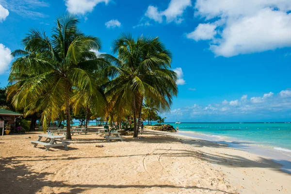加勒比海多巴哥鸽子角海滩棕榈树的景致 — 图库照片